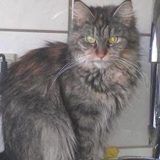 Maine Coon mille