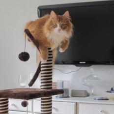 Blanding af racer Uffe