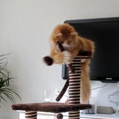 Blanding af racer Uffe