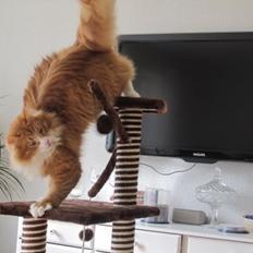 Blanding af racer Uffe