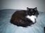 Maine Coon Phoebe