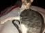 Cornish Rex Yeoman Quinn Quater 