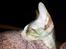 Cornish Rex Yeoman Quinn Quater 
