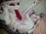 Cornish Rex Yeoman Quinn Quater 