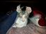 Cornish Rex Yeoman Quinn Quater 