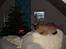 Burmeser Nadikat`s Alfie - Julehygge
