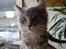 Maine Coon Bella