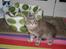 Maine Coon Bella