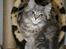 Maine Coon Bella