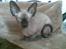 Sphynx Mr. Hyde