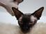 Sphynx Mr. Hyde