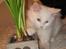 Maine Coon vivaldi