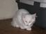 Maine Coon vivaldi