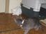 Maine Coon vivaldi