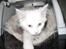 Maine Coon vivaldi