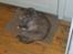 Perser Duchess  - Taget d. 19-02-12