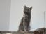 Maine Coon Coco Skye