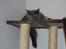 Maine Coon Coco Skye