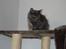 Maine Coon Coco Skye