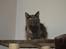 Maine Coon Coco Skye