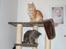 Maine Coon Coco Skye
