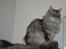 Maine Coon Will Turner