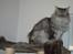 Maine Coon Will Turner