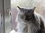Maine Coon Will Turner