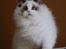 Ragdoll Naorahdolls Kyle