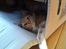 Maine Coon Napoleon