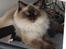 Ragdoll DK Vandoll Incredible Isak/ LEO
