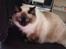 Ragdoll DK Vandoll Incredible Isak/ LEO