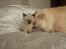 Ragdoll DK Vandoll Incredible Isak/ LEO
