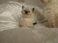 Ragdoll DK Vandoll Incredible Isak/ LEO