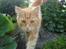 Blanding af racer Kitty <3