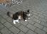 Blanding af racer McQueen (tidl. kat) - En svaler udenfor