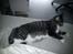 Huskat Gizmo - Flotte Giz!