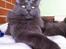 Maine Coon Atcoons Hello Kitty - Vega