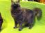 Maine Coon Atcoons Hello Kitty - Vega
