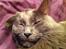 Maine Coon Atcoons Hello Kitty - Vega