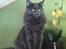 Maine Coon Atcoons Hello Kitty - Vega