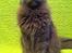 Maine Coon Atcoons Hello Kitty - Vega