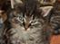 Maine Coon | Luna [R.I.P]