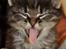 Maine Coon | Luna [R.I.P]