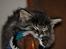 Maine Coon | Luna [R.I.P]