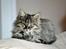 Maine Coon | Luna [R.I.P]