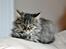 Maine Coon | Luna [R.I.P]