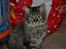 Maine Coon | Luna [R.I.P]