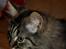 Maine Coon | Luna [R.I.P]