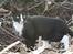 Huskat Nuzer<3 R.I.P.<3 - "You liked being outside when the weather was good"